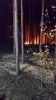 Brand Wald
