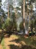 Brand Wald